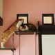 Illustration for article titled Japan's Cat Apartments Come with... Cats